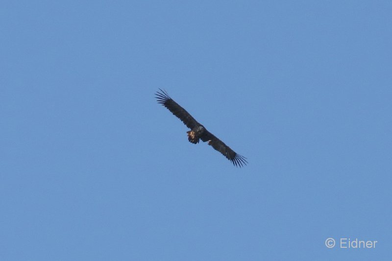 07_IMG_3422_JE_Extremadura_Moenchsgeier