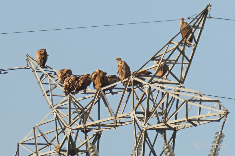 08_P1110230_Extremadura_Gaensegeier