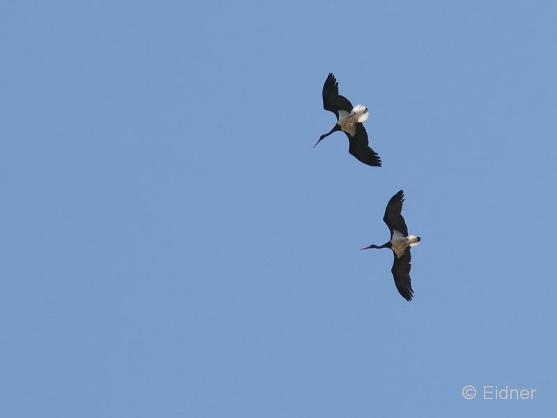 09_IMG_3586_JE_Extremadura_Schwarzstorch