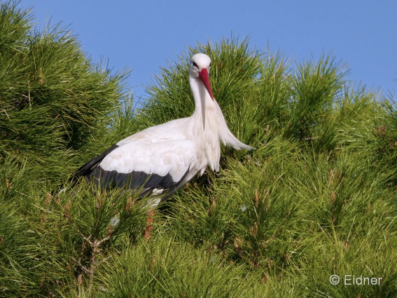 10_P1110209_Extremadura_Weißstorch