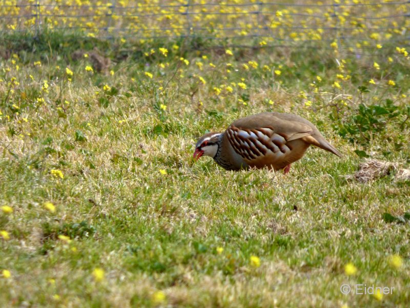 12_P1110371_Extremadura_Rothuhn