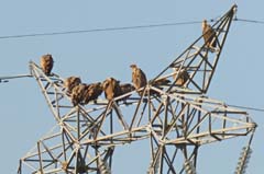 08_P1110230_Extremadura_Gaensegeier