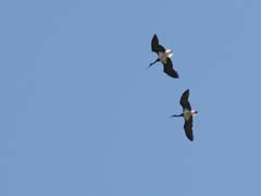 09_IMG_3586_JE_Extremadura_Schwarzstorch