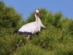 10_P1110209_Extremadura_Weißstorch