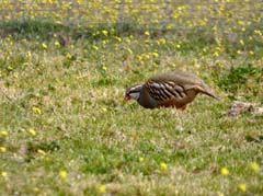 12_P1110371_Extremadura_Rothuhn