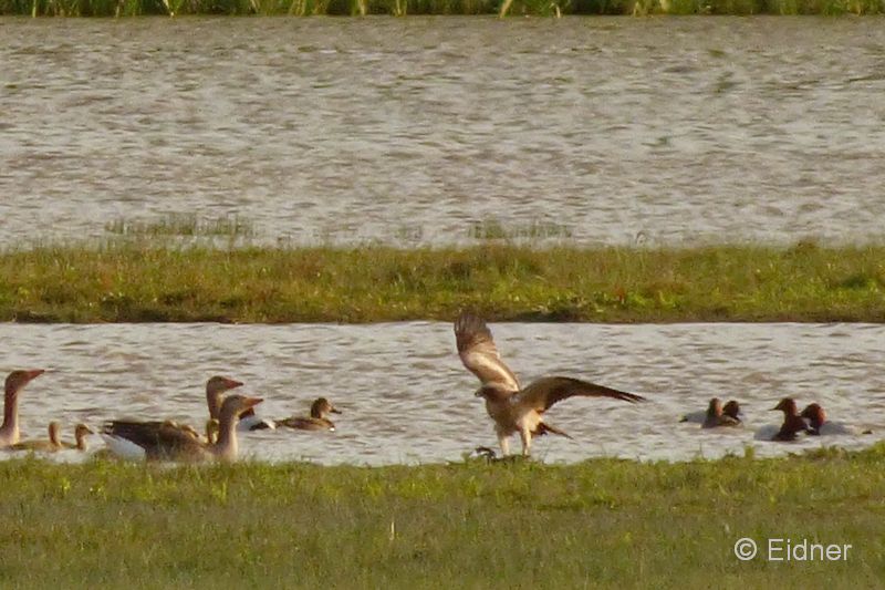 02_P1110597_El-Rocio_Zwergadler