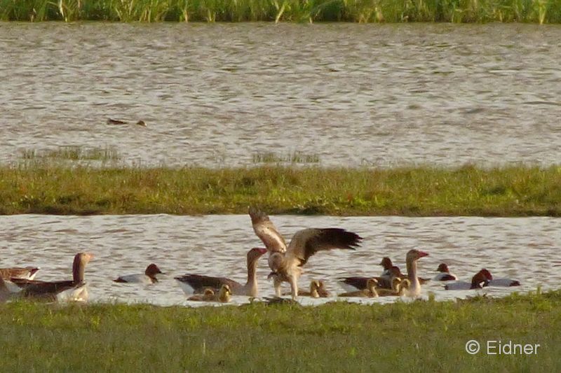 03_P1110612_El-Rocio_Zwergadler