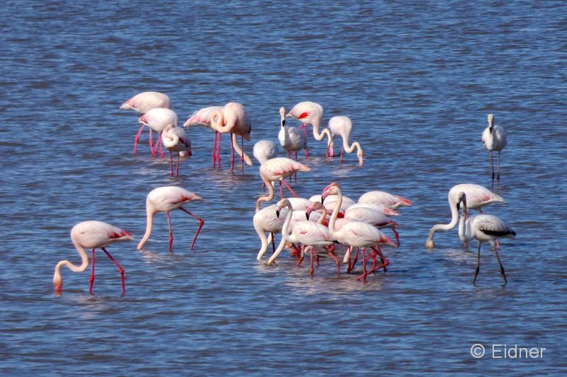 04_P1120572_El-Rocio_Rosaflamingo