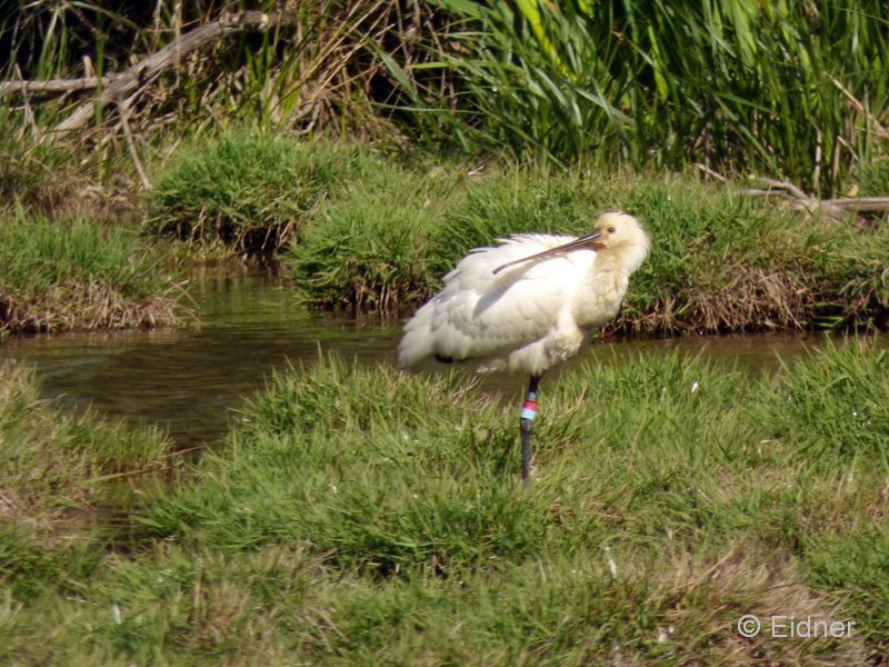 05_P1110694_Coto-de-Donana_Loeffler