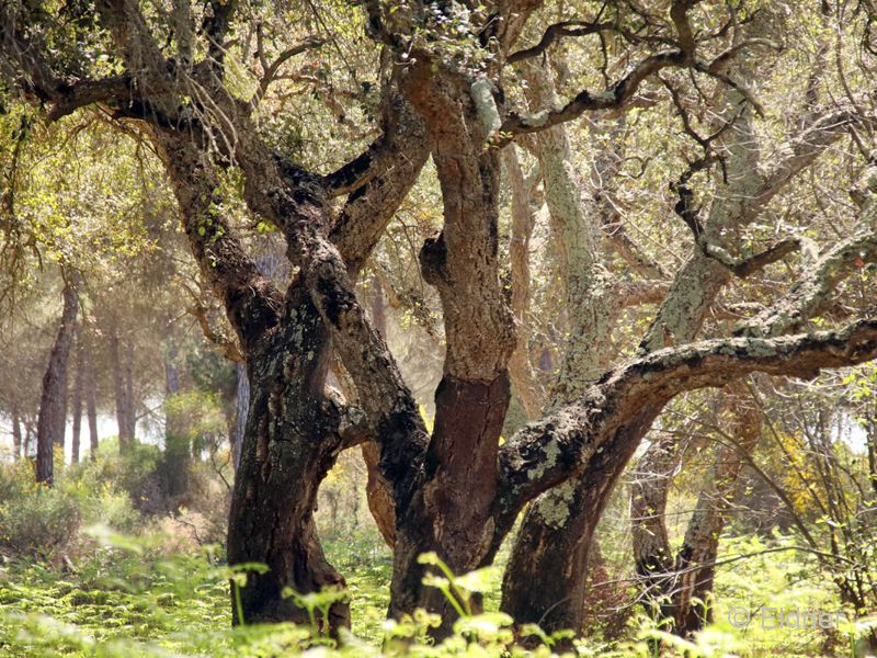 09_IMG_5421_JE_Acebrone_Korkeichen