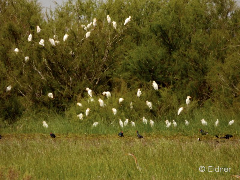 12__P1120088_Valverde-Vogelmix