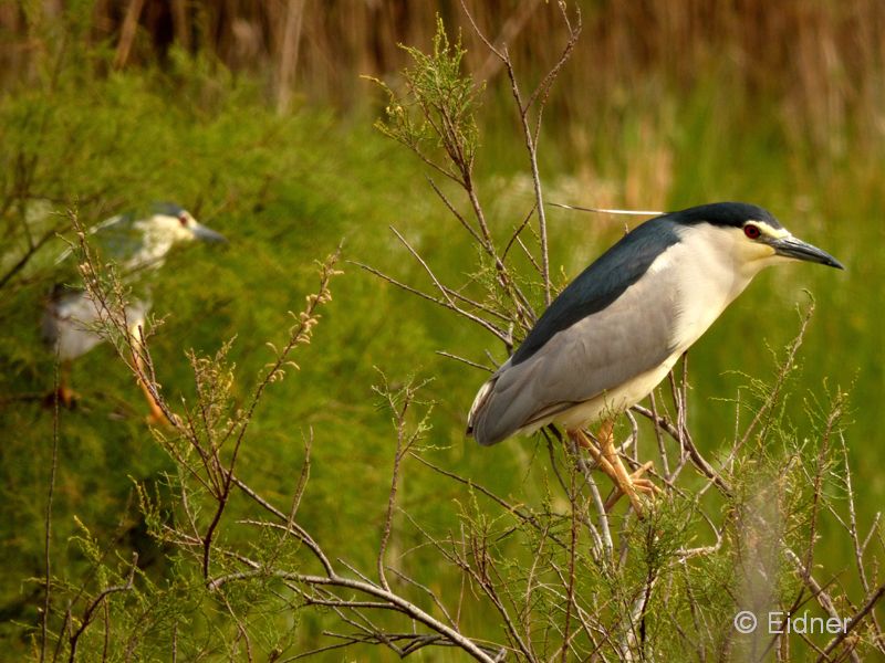 13_P1120302_Valverde_Nachtreiher
