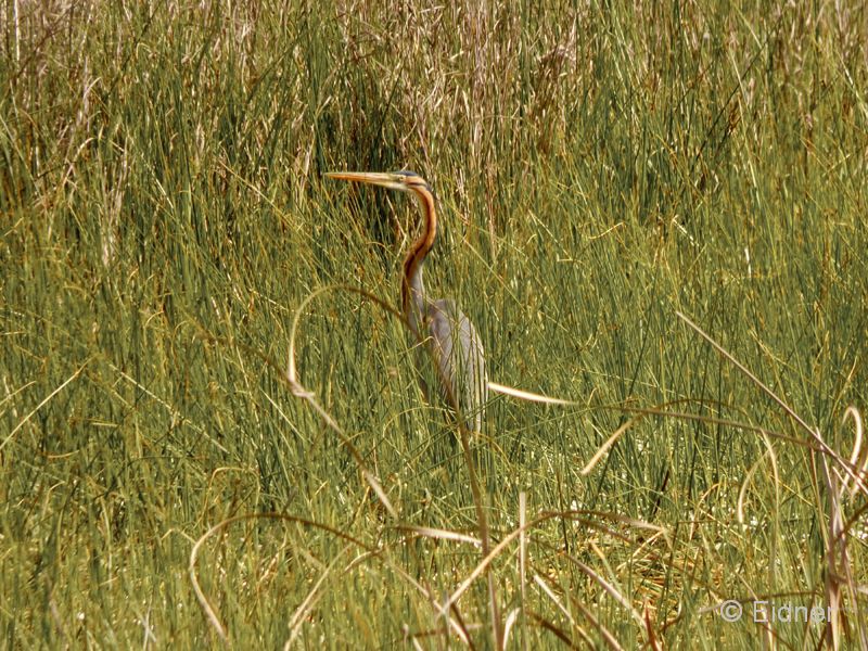 14_P1120083_Valverde_Purpurreiher