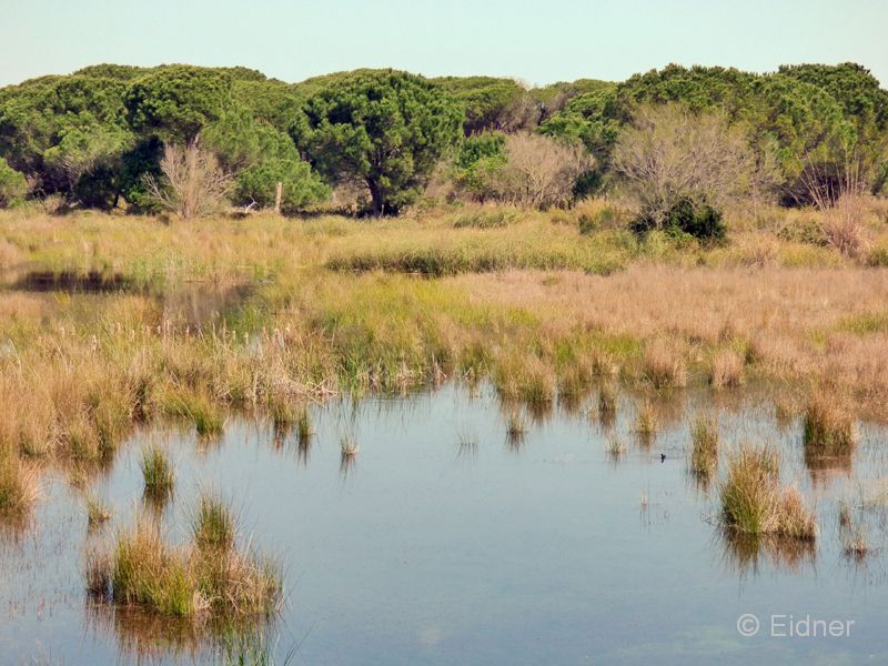 15_P1120832_Laguna-Acebuche