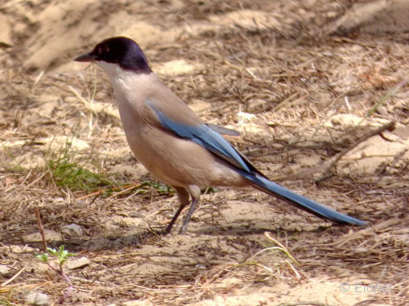 16_P1120837_Acebuche_Blauelster