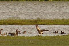 02_P1110597_El-Rocio_Zwergadler