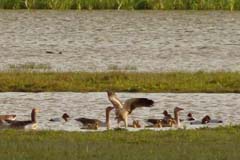 03_P1110612_El-Rocio_Zwergadler