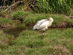 05_P1110694_Coto-de-Donana_Loeffler