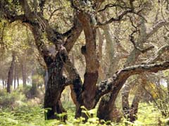 09_IMG_5421_JE_Acebrone_Korkeichen