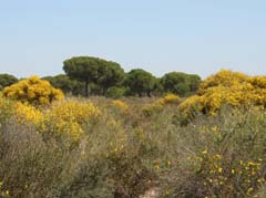 10_IMG_5363_JE_Acebrone