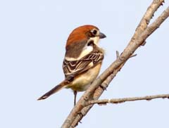 11_P1120339_Valverde_Rotkopfwuerger