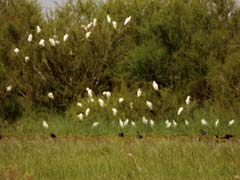 12__P1120088_Valverde-Vogelmix