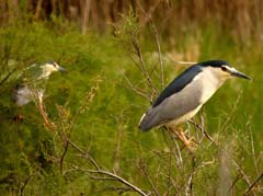 13_P1120302_Valverde_Nachtreiher