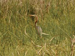 14_P1120083_Valverde_Purpurreiher