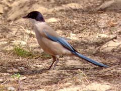 16_P1120837_Acebuche_Blauelster