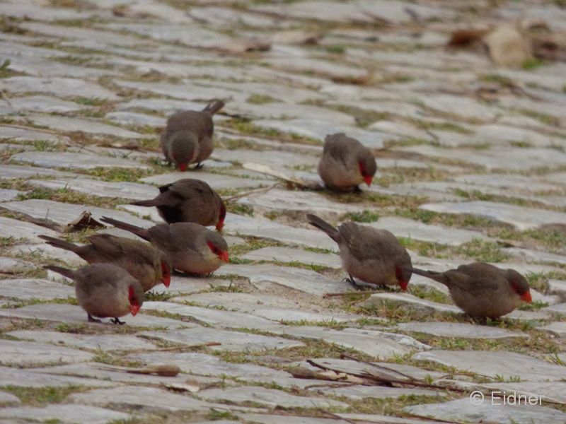 01_P1130668_Algarve-Albufeira