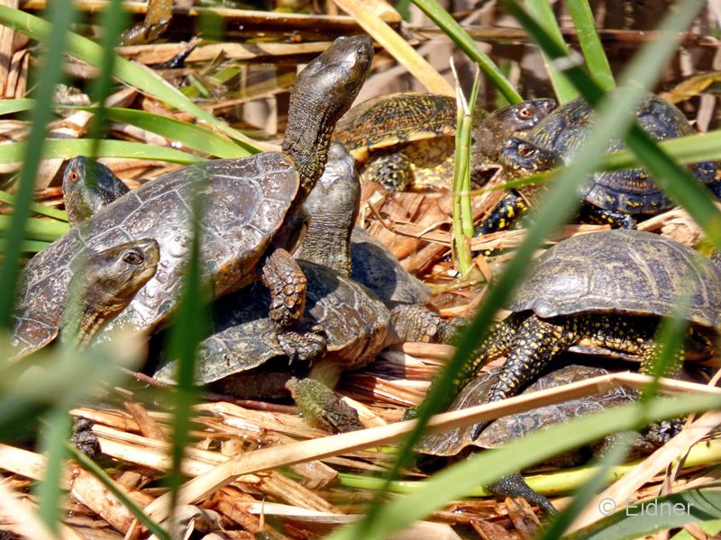 04_P1130297_Vilamoura_Sumpfschildkroeten