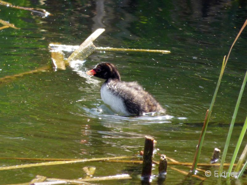 05_P1130062_Vilamoura_Zwergtaucher-pullus