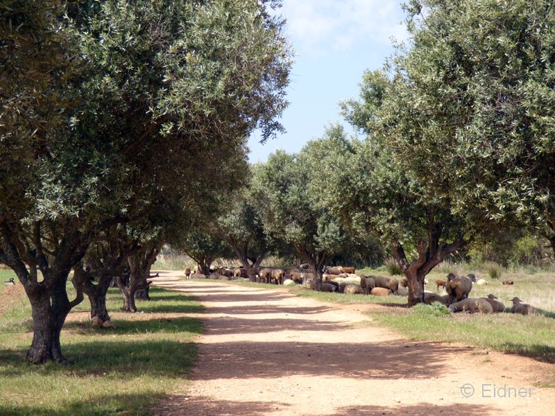 06_P1130119_Vilamoura_Schafbeweidung