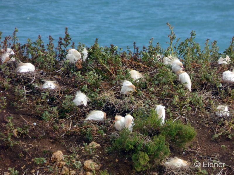 10_P1160117_Algarve-Albufeira_Kuhreiher
