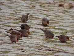 01_P1130668_Algarve-Albufeira