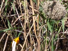 03_P1120926_Vilamoura_Schwarzkopfweber