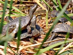 04_P1130297_Vilamoura_Sumpfschildkroeten