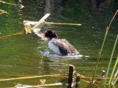 05_P1130062_Vilamoura_Zwergtaucher-pullus