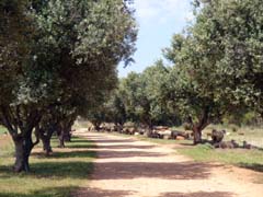 06_P1130119_Vilamoura_Schafbeweidung