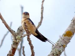 07_P1130736_Roetelschwalbe