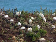 10_P1160117_Algarve-Albufeira_Kuhreiher