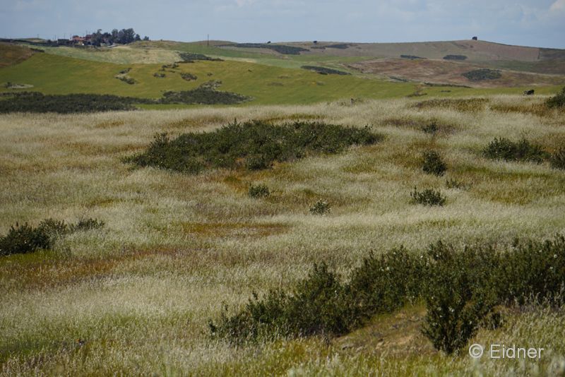 04_DSC03650_JE_Kap-Vicente-Umland_Steppe