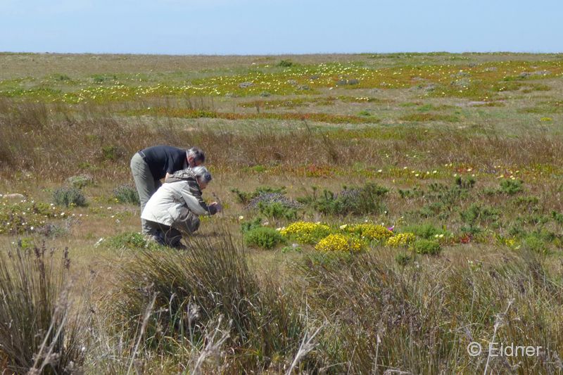 05_P1140602_Kap-Vicente-Umland_Steppe