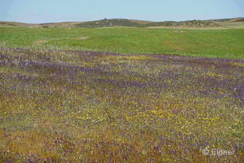 06_DSC03421_Kap-Vicente-Umland_Steppe