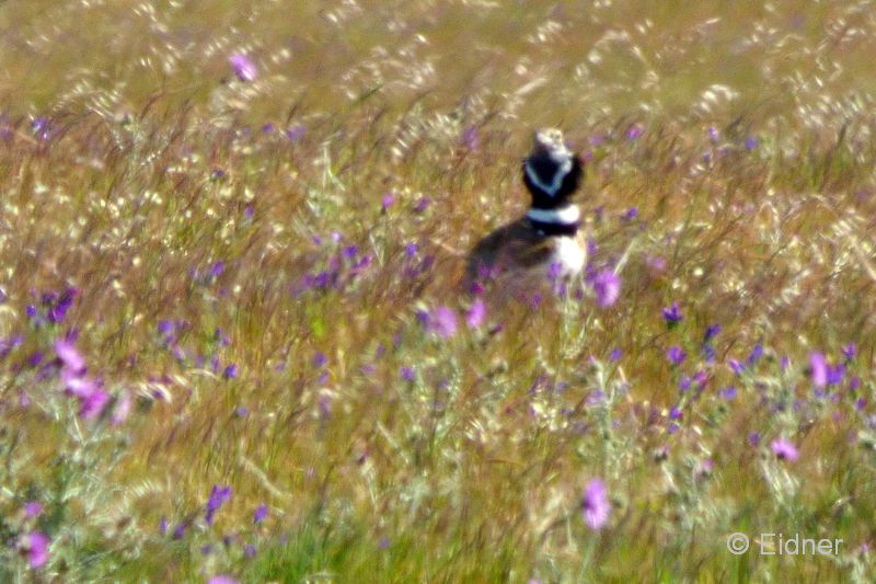 08_P1150029_Castro-Verde_Zwergtrappe