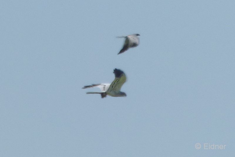 09_P1150133_Rolao_Wiesenweihe