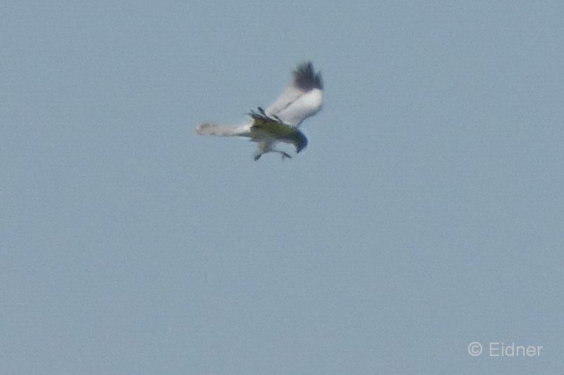 10_P1150142_Rolao_Wiesenweihe