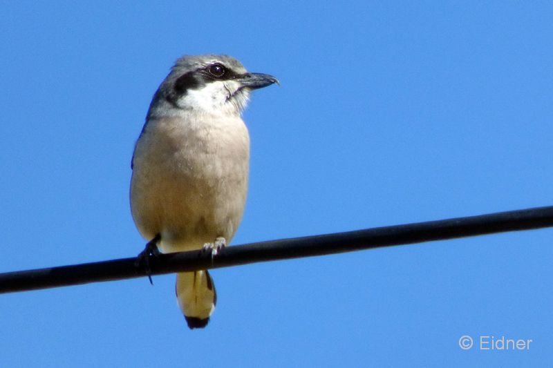 11_P1150228_Castro-Verde_Raubwuerger