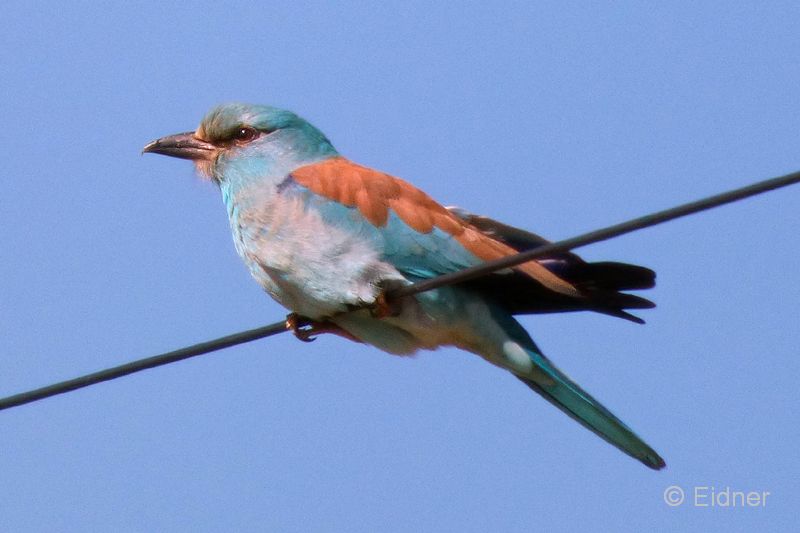 12_P1150353_Castro-Verde_Blauracke