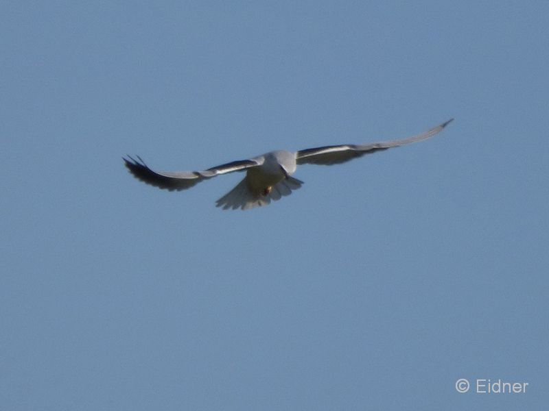 13_P1150388_Castro-Verde_Gleitar